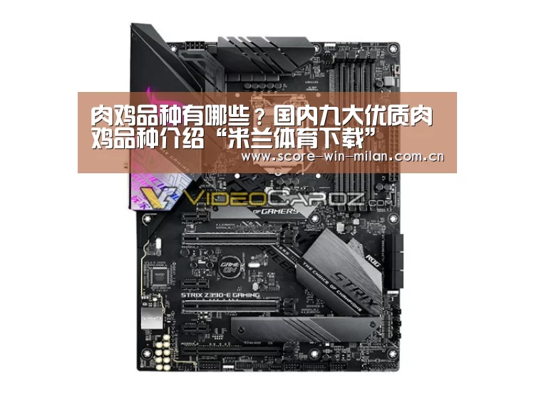 肉鸡品种有哪些?国内九大优质肉鸡品种介绍“米兰体育下载”(图2) 米兰体育下载